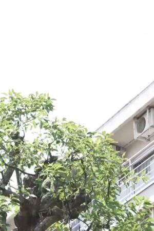 Clip rò rỉ JUQ-178: Sumire Kuramoto bùng nổ chân thực